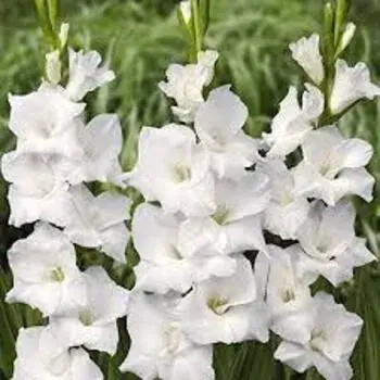  Gladiolus Flower